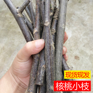 四川新鲜野生山核桃树树枝中药材胡桃树老树小枝树皮干杆棍500克