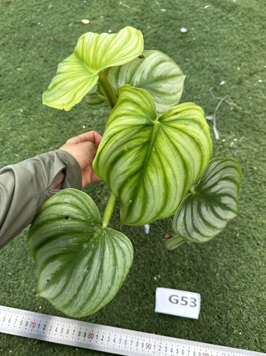 哥伦比亚西瓜碧浪蔓绿绒热植巨叶观叶绿植网红室内植物一物一拍