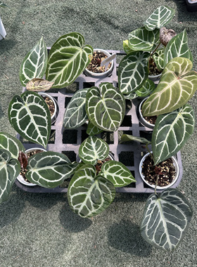 花烛Kos撕裂纹杂小钻石水晶花烛粗脉天南星科室内绿植网红热植