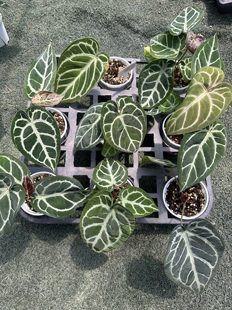 花烛Kos撕裂纹杂小钻石水晶花烛粗脉天南星科室内绿植网红热植