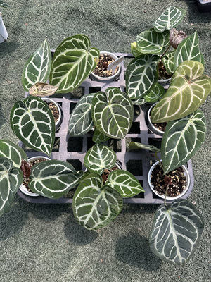 花烛Kos撕裂纹杂小钻石水晶花烛粗脉天南星科室内绿植网红热植