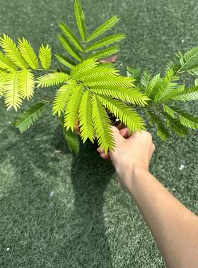 密叶猴耳环热植室内绿植一物一拍