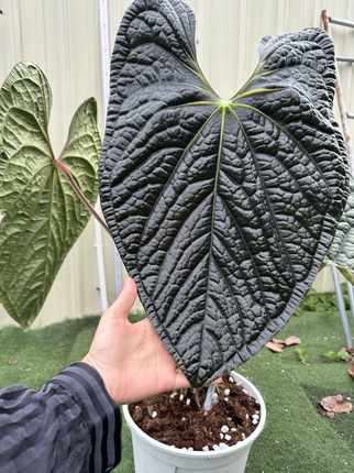 纯种奢华籽播苗热植室内观叶绿植好养耐热耐阴大叶植物一物一拍