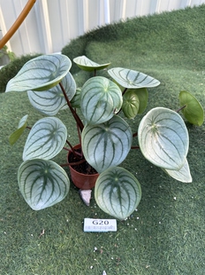 西瓜皮椒草盆栽耐阴好养耐热网红热植可一物一拍观叶植物室内植物