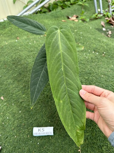 豌豆荚巴拿马人花烛热植室内观叶绿植好养耐热大叶植物一物一拍