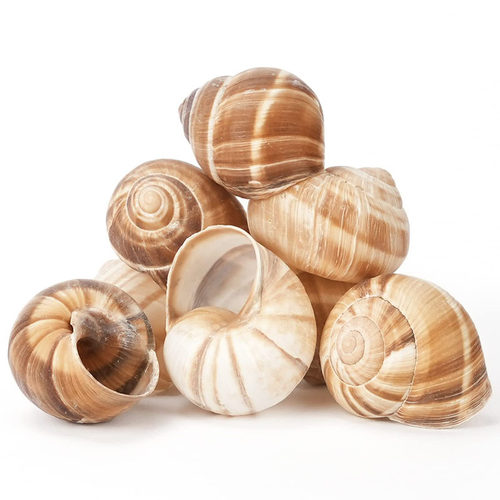 法国进口蜗牛壳田螺壳法式法餐装饰品商用escargot snail shells