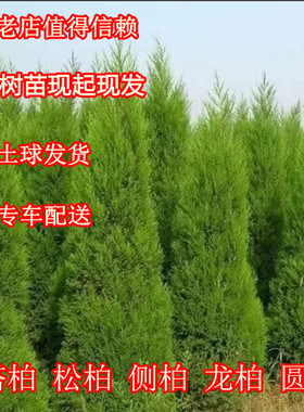 塔柏松柏树苗墓前坟地蜀桧树苗四季青宝塔松龙柏圆柏树苗清明绿化