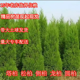 塔柏松柏树苗墓前坟地蜀桧树苗四季青宝塔松龙柏圆柏树苗清明绿化