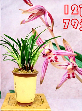 建兰四季兰粉红色兰花兰草苗绿鸟嘴花艺双全中矮种清香花卉盆栽