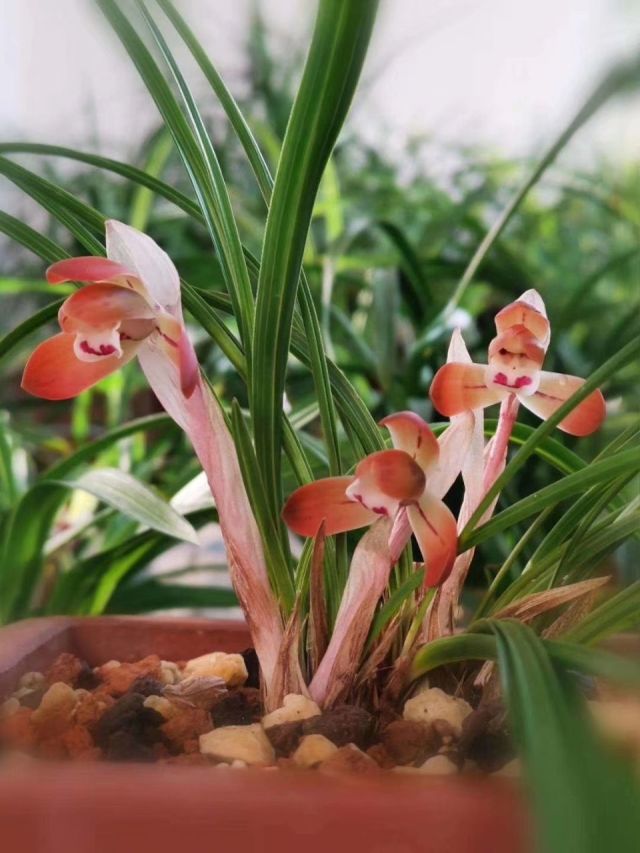 春兰色花女雏兰花苗花卉盆栽