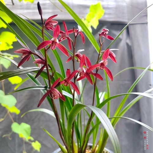 墨宝名贵老品种盆栽建兰四季兰花