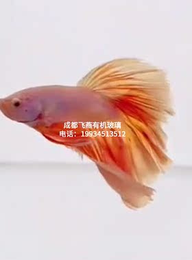 新款展厅大型多格观赏斗鱼缸