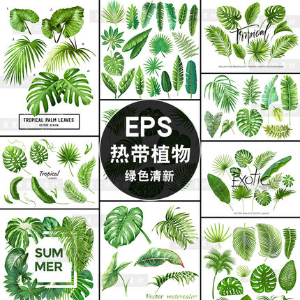 绿色清新热带植物叶子阔叶棕榈叶龟背叶图案集合EPS矢量图片素材