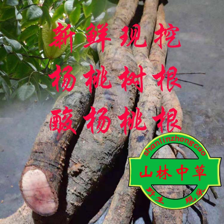 正宗酸杨桃树根  新鲜 杨桃根 酸五敛子根 现挖500克包邮图片