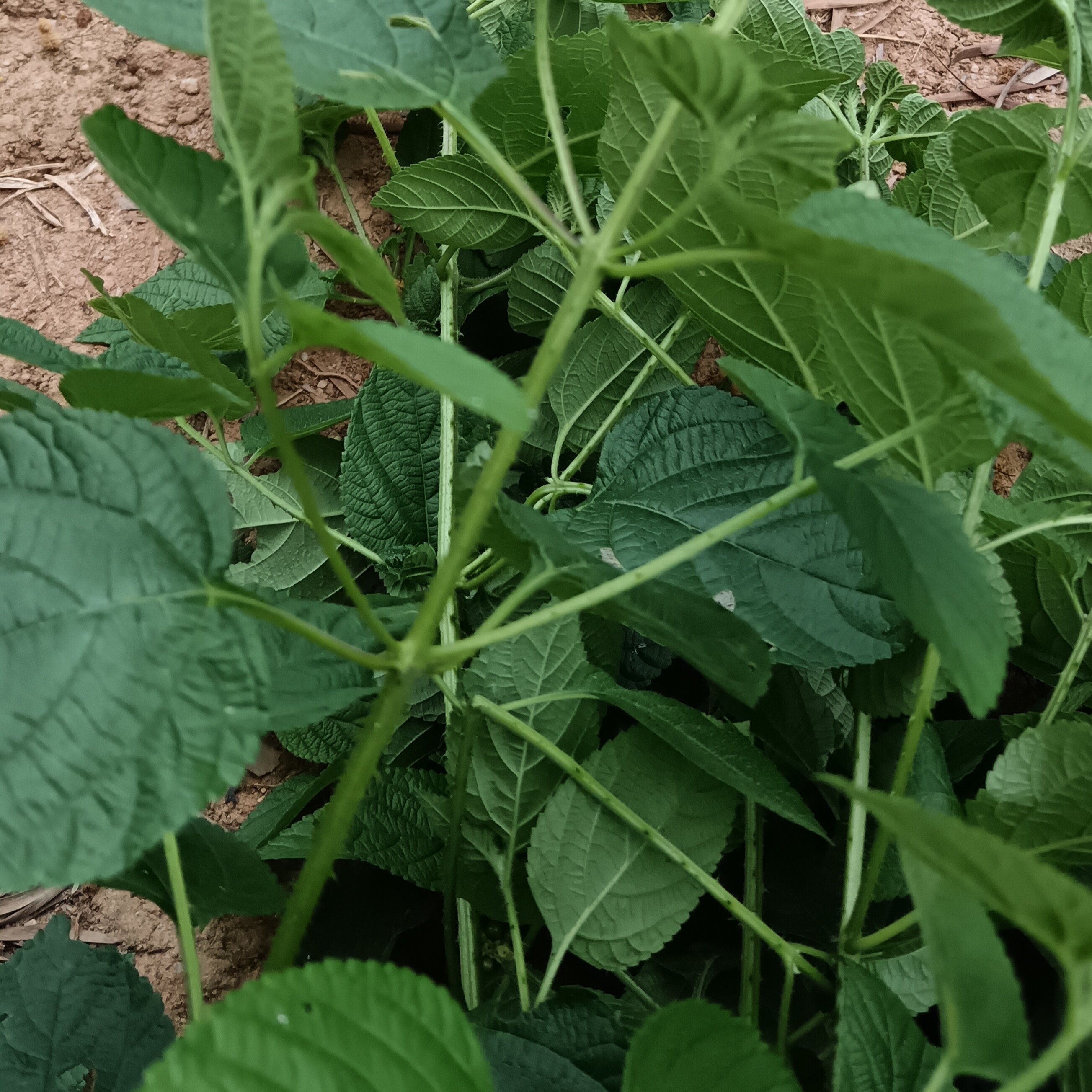 马缨丹天然生中草药材五色梅臭草皮肤宝宝洗澡新鲜现采枝叶五色花