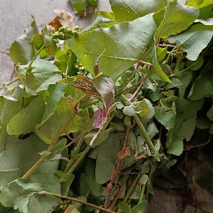 天然新鲜杠板归 蛇倒退 蛇不过 河白草 犁头刺中草药材