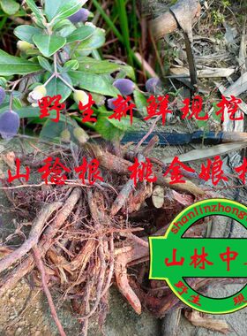 桃金娘根 乌当泥根 山捻子根 山稔根 岗念根 岗捻根 500g包邮