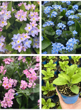勿忘我梦境矮生勿忘我花苗贝拉米蓝色小清新阳台耐寒盆栽花卉包邮