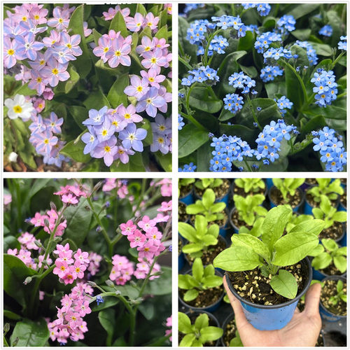 勿忘我梦境花矮生勿忘我花苗