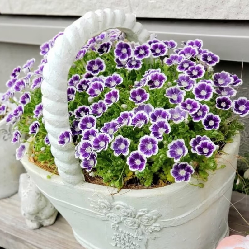 喜林草花苗蓝色粉蝶花苗黑便士埃及艳后春季开花盆栽花卉植物包邮