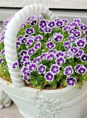 喜林草花苗蓝色粉蝶花苗黑便士埃及艳后春季开花盆栽花卉植物包邮