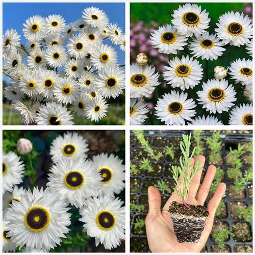 永生菊罗森小丑白色春季花朵