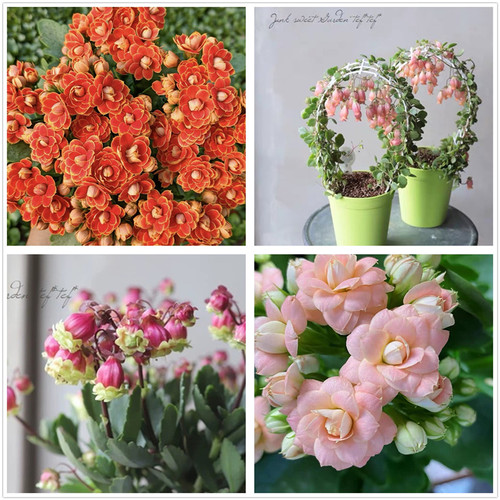 长寿花苗蟠桃金狐狸宫灯长寿