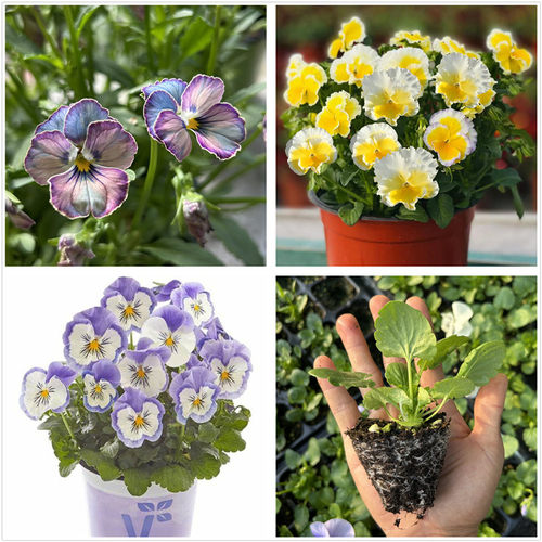 心跳角堇花苗大花猫咪三色堇