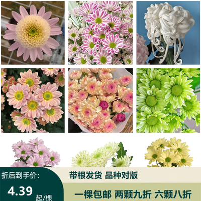 雏菊花苗盆栽多年生宿根植物新品