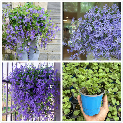 垂吊风铃草花苗耐热耐寒好养