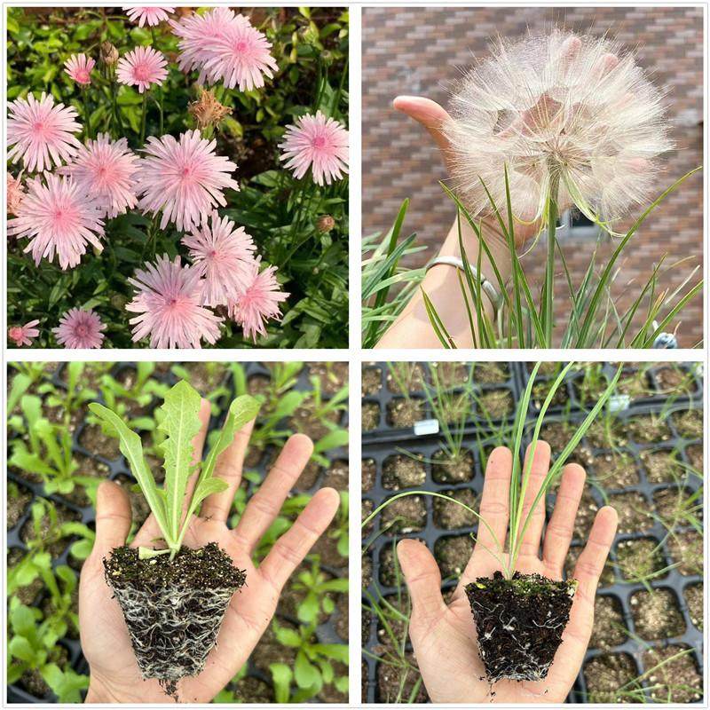 粉色蒲公英花苗 巨型蒲公英苗盆栽耐寒草本花卉植物包邮,鲜花速递/花卉仿真/绿植园艺,时令草本花卉,淘宝优惠券,粉丝福利购,淘宝优惠卷