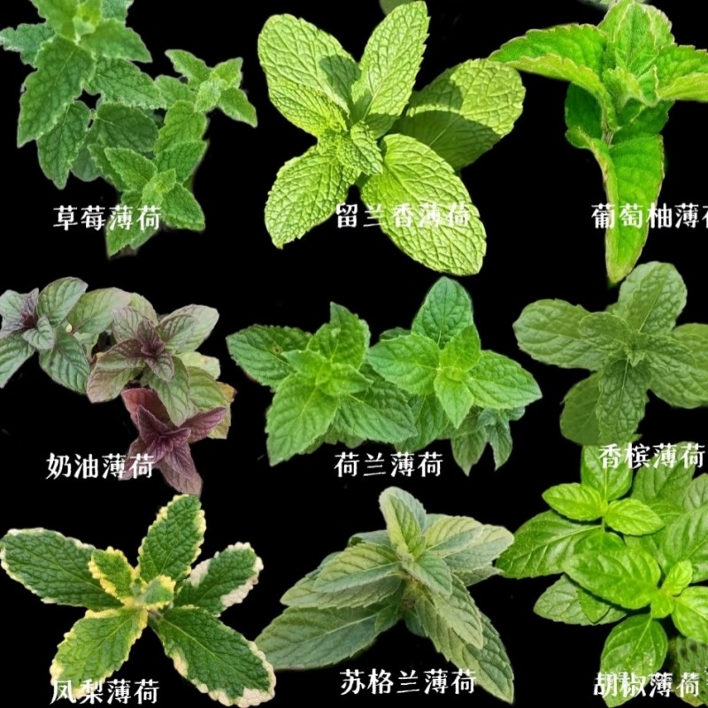 留兰香薄荷苗可食用薄荷苗香草植物猫薄荷多年生耐寒植物包邮