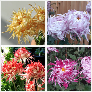 神乐 宝珠 阳台盆栽秋季 江户菊花苗 包邮 绘卷 开花植物 江户白驹