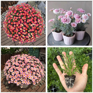 玛格丽特花苗茼蒿菊重瓣糖果玛蜜糖蓝玛苗耐寒桃粉之眼易爆盆 包邮