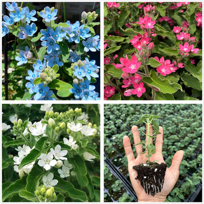 圆瓣蓝星花苗耐热耐晒花期长