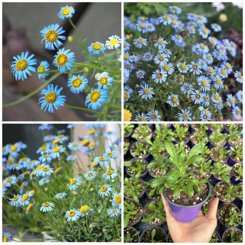 翠鸟雏菊花苗蓝精灵雏菊费利菊