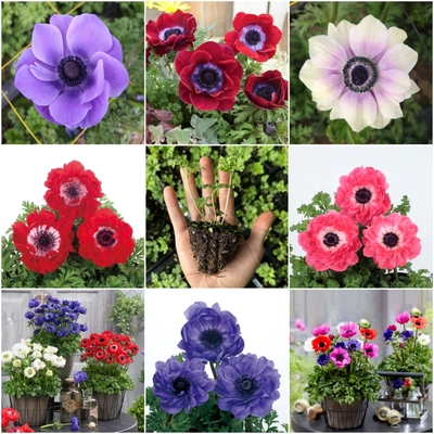 重瓣银莲花苗和谐系列实生籽播苗