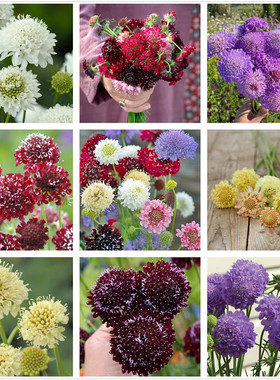 高杆切花蓝盆花苗松虫草圣代花宝塔系列阳台可切花可盆栽植物包邮