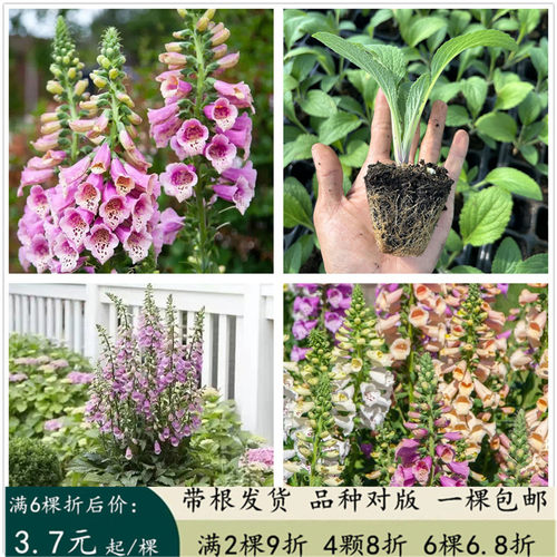 庭院阳台春季毛地黄花镜植物