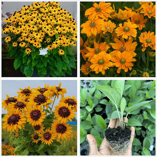 庭院花园植物金光菊苗