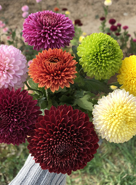 乒乓菊花苗绿色球形菊花盆栽植物阳台庭院多年生宿根耐热植物包邮