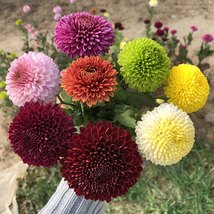 乒乓菊花苗绿色球形菊花盆栽植物阳台庭院多年生宿根耐热植物包邮