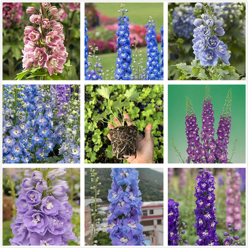 大花飞燕草花苗 北极光系列耐寒籽播花卉 西安长青园艺包邮