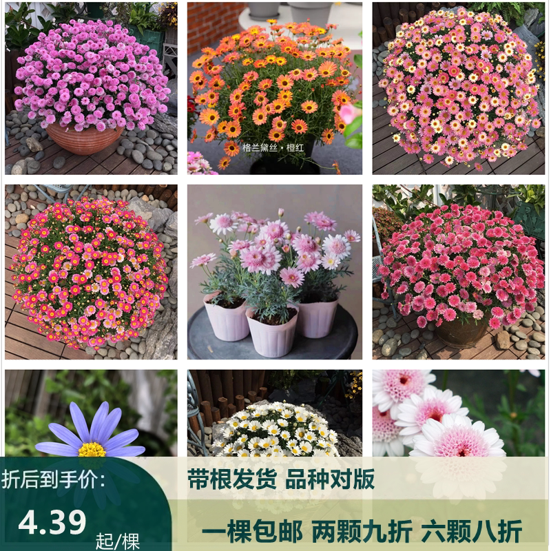 进口新品玛格丽特菊苗 重瓣糖果玛雏菊苗耐寒桃粉之眼易爆盆 包邮