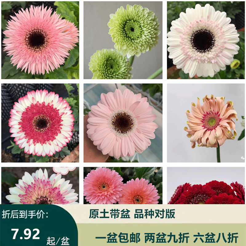 新品盆栽非洲花苗卷边扶郎阳台