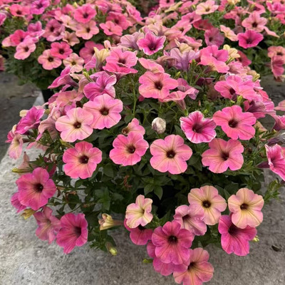 重瓣矮牵牛苗火烈鸟单瓣