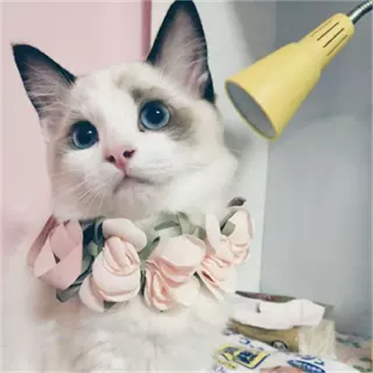 冈阿吉网红可爱遛猫狗比熊韩系宠物蓝白英美短渐层猫高端领结项圈