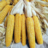 干玉米棒 饰 自然风干10穗老棒子新货整根宠物磨牙口粮活动道具装