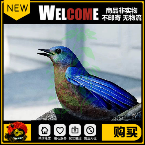 UE4UE5蓝色小鸟动画模型带3dmax和maya绑定文件Animalia Bluebird