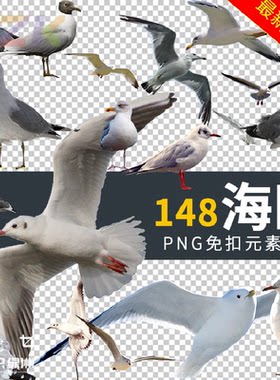 海鸥高清实拍图片海鸥PNG免扣图片素材海鸥绘本后期素材设计器Pc1